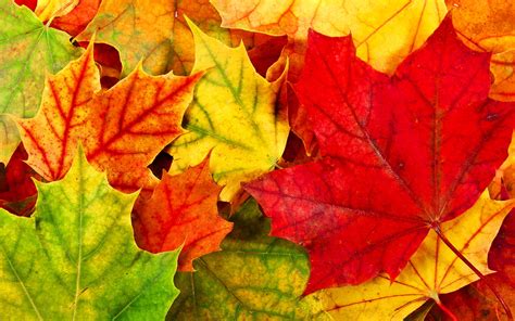 44 Free Desktop Wallpaper Autumn Leaves Wallpapersafari