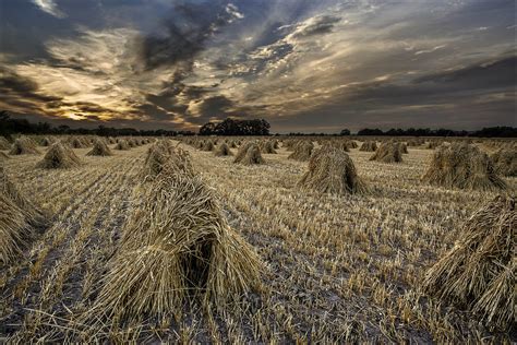field, Harvesting, Sheaves, Evening, Twilight, Autumn ...