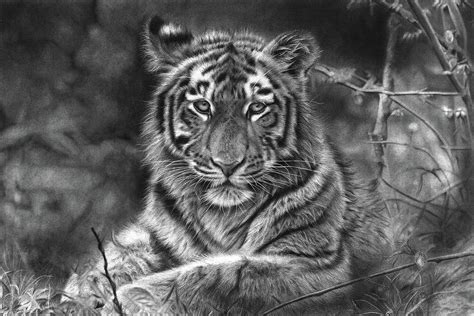 Realistic Drawings Graphite Rush My Photo Realistic Pictures Drawn