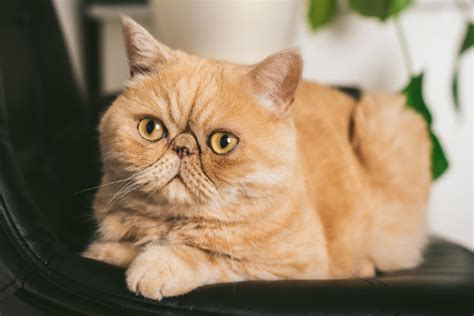 Exotic Shorthair Cat