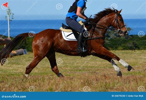 Horse Galloping Stock Photo Image 33079230