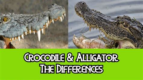 Caiman Alligator Crocodile Difference
