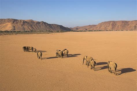Desert Elephants Doro Nawas Damaraland Namibia © Michael Poliza