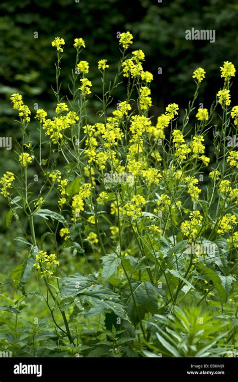 Charlock Field Mustard Corn Mustard Sinapis Arvensis Blooming