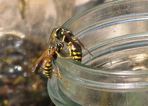 Gardening Tips Managing Wasps Extension Milwaukee County