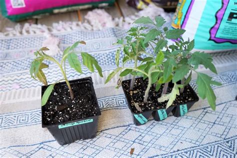 when to transplant tomato seedlings easy step by step guide