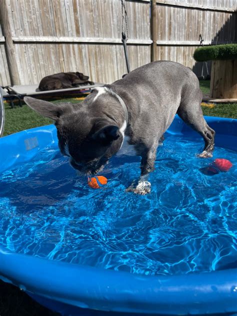 Dottie's Doggie Daycare And Grooming | Paw Partner