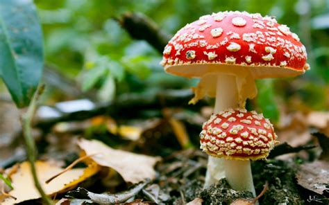 Poisonous Mushrooms Amanita Wallpapers And Images Wallpapers