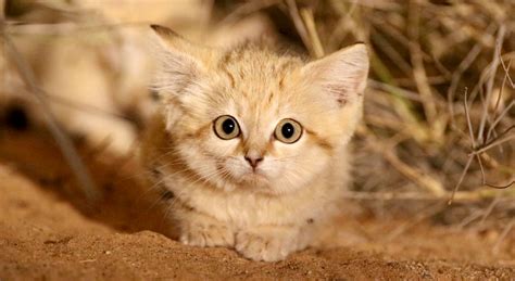 Sand Cat Kittens Filmed In The Wild For First Time