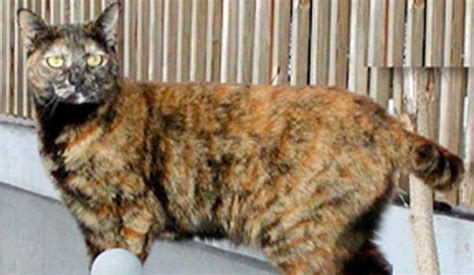 Calico 8 Questions About Calico Cats Answered Catster Rebuild The
