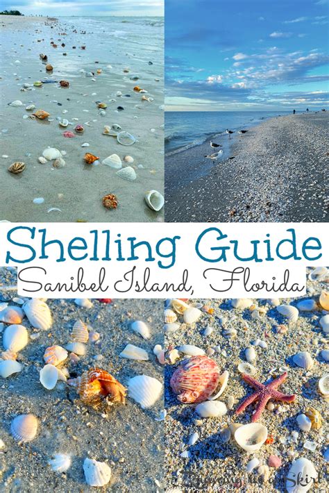 Sanibel Island Shells And Shelling Guide Running In A Skirt