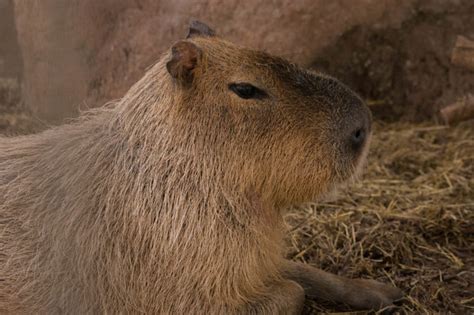 Capybara Animal World And Snake Farm