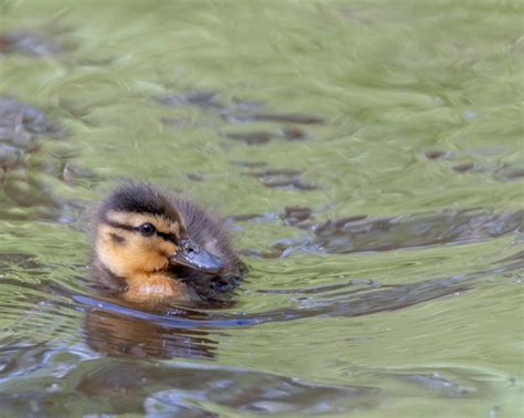 Free Photo Duck Swimming In The Water
