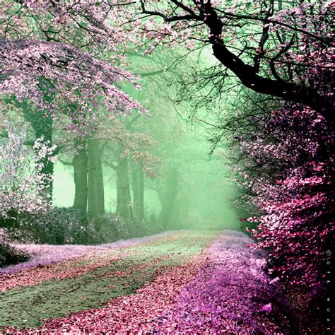 Pink Forest Amazing Nature Beautiful Forest Beautiful Morning
