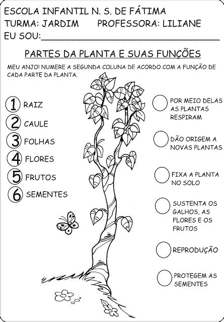 Gerência Municipal De Educação Itaporãms As Plantas E Suas FunÇÕes