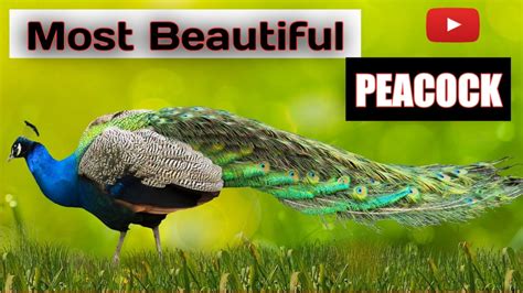 Top 10 Most Beautiful Peacocks In The World Beautiful Peacocks Video
