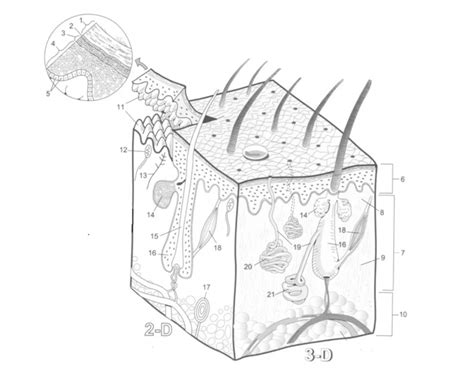 Skin Block Diagram Quiz