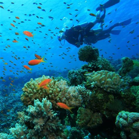 Calvi Et Ses Superbes Fonds Marins Diving Fish Coral Sea