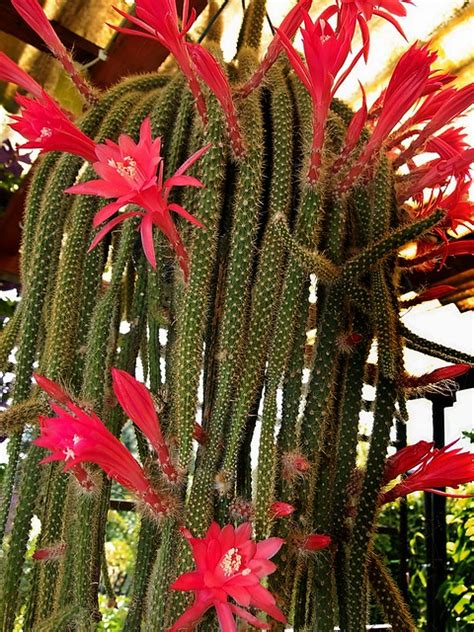 Why does a cactus turn yellow? mein Hängekaktus blüht - a photo on Flickriver