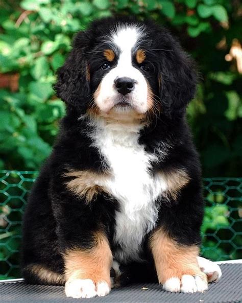 Check spelling or type a new query. Best 25+ Great bernese ideas on Pinterest | St bernese mountain dog, Bernese mountain puppy and ...