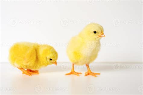 Two Cute Little Tiny Newborn Yellow Baby Chicks On White Background