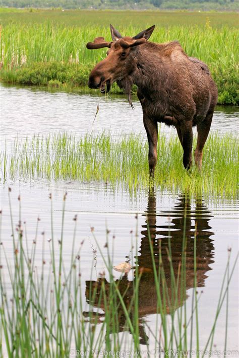 Moose Photos By Ron Niebrugge