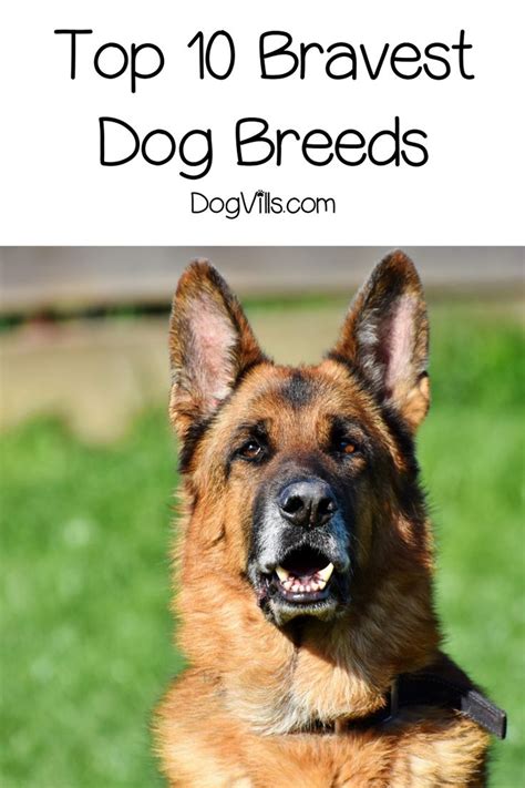 Top 10 Bravest Dog Breeds Dog Names Dog Breeds Boxer Dog Names