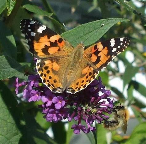 Papillons Insectes Et Autres Petites Bêtes Flickr