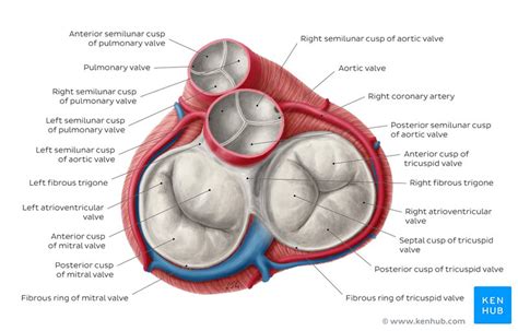 Heart Anatomy Mitral Valve