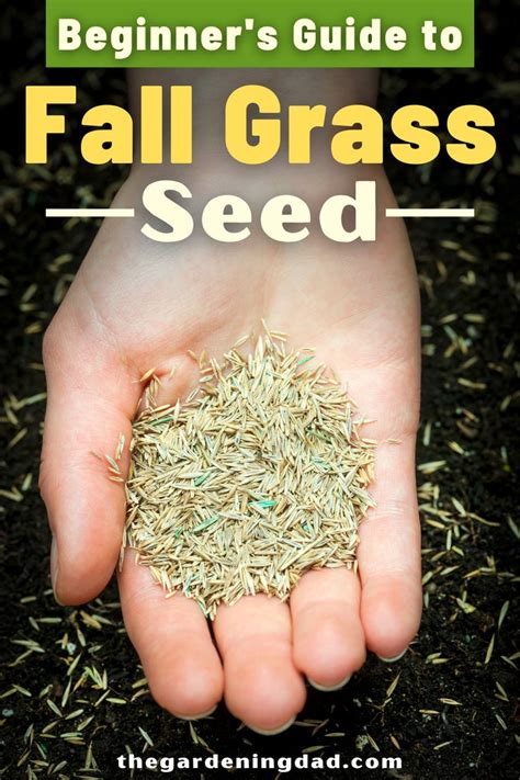 Beginners Guide To Fall Grass Seed Grass Seed Grass Seed For Shade