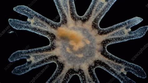 Moon Jellyfish Ephyra Stock Video Clip K0060496 Science Photo
