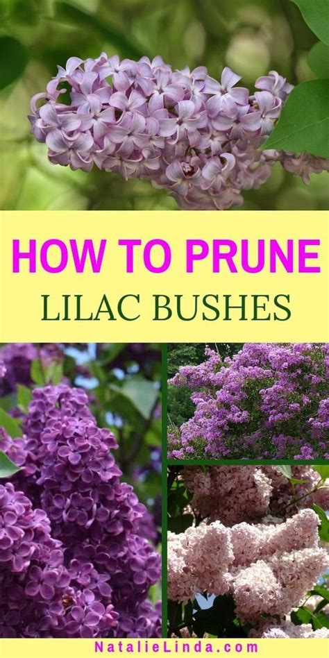 Pruning Your Lilac Bushes The Right Way Is Essential For Getting Those
