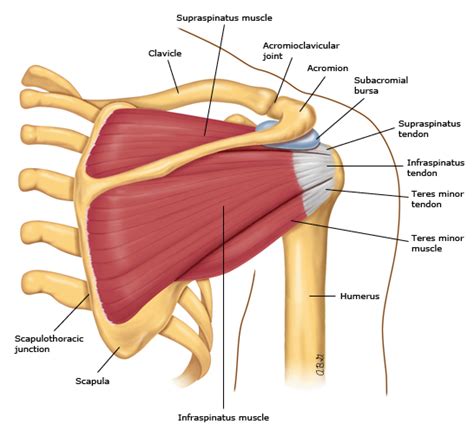 Shoulder Muscles Diagram Posterior Shoulder Wikipedia