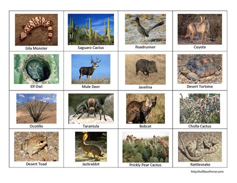 Desert Animals The Files Of Mrs E Desert Animals And Plants