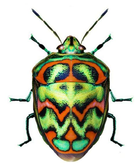 Beetle Insect Beetle Bug Insect Art Cool Insects Bugs And Insects