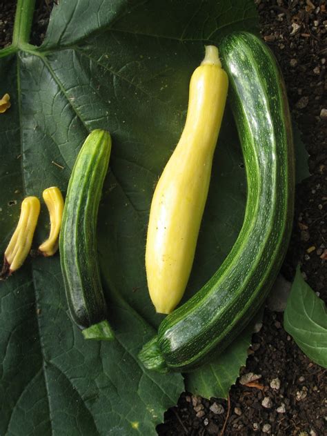 We did not find results for: BB's Bountiful Backyard: First Zucchini Harvest