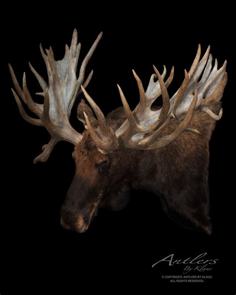 Sci World Record Non Typical Moose Antlers By Klaus