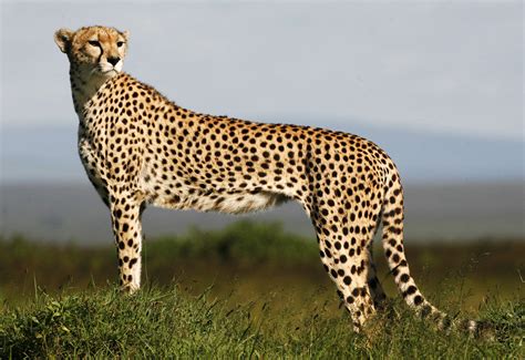 Scientists Check The Engine Of Cheetahs Animal Worlds Ferrari The