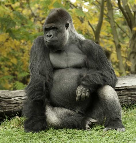 Lion vs gorilla who will win. Grizzly Bear vs. Western Gorilla Fight comparison, who ...