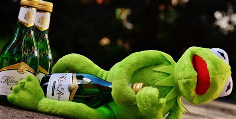 무료 이미지 포도주 꽃 식품 녹색 생기게 하다 음주 휴식 개구리 알코올 와인 병 무화과 앉다 취한