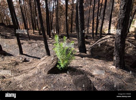 New Life After A Forest Fire Stock Photo Alamy