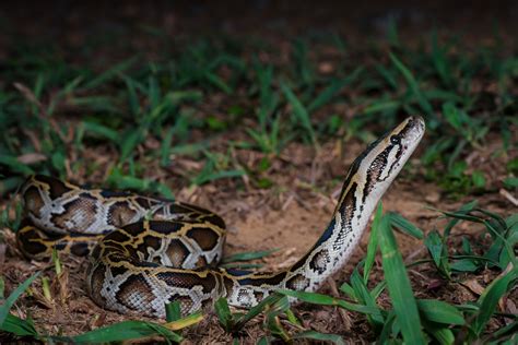 Zoo Spotlight Burmese Python Conservation Education