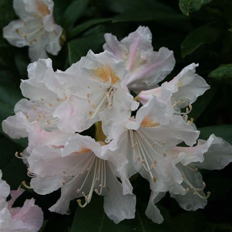 Rhododendron Cunninghams White Arbuste Rustique à Floraison Blanche