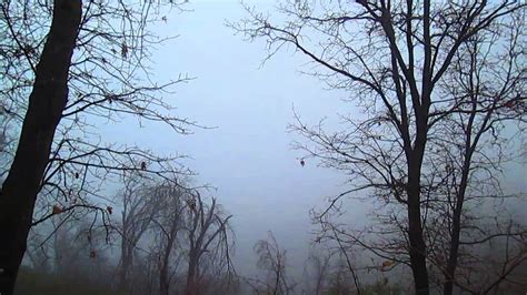 Fog Pouring Through The Trees Up In The San Bernardino Mountains Youtube