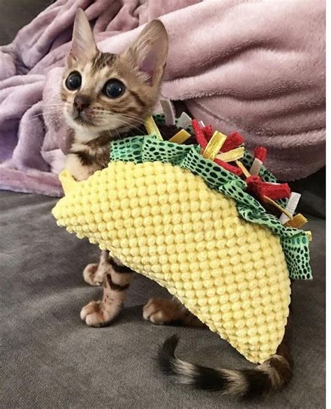 Hmmm Lil Kitty Cat Tacoi Love Mexican Food😛😉 Taco Cat Taco Cat