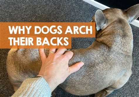 What Does It Mean When A Dog Arches His Back Whats Wrong