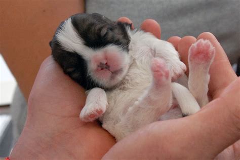 Newborn Shih Tzu Puppies Pictures Estell Mattox