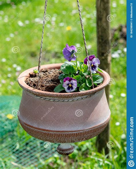 Blue Pansy Flowers Hanging In A Clay Pot Pansies Blooming In The