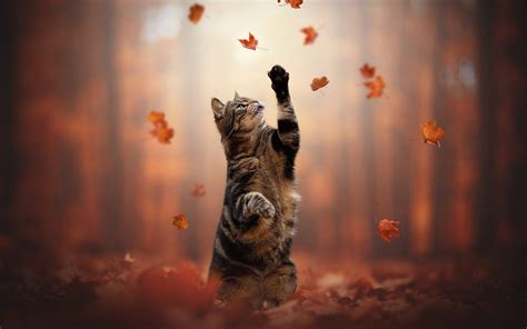 Black Cat Autumn Wallpapers Wallpaper Cave