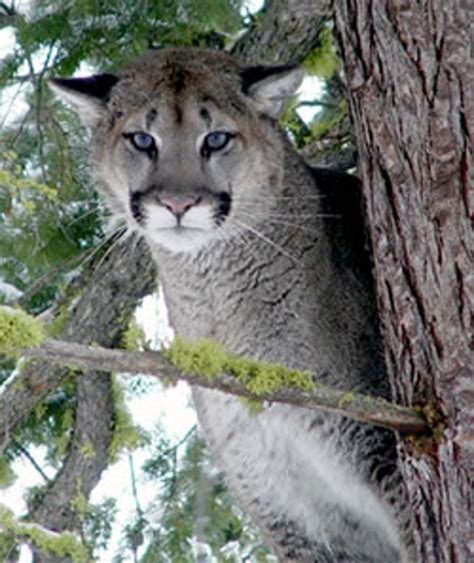 Getting Catty Cougar Sighted Near Microsoft Campus Cnet